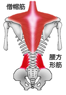 僧帽筋と腰方形筋