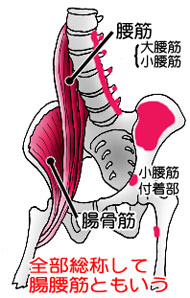 腸腰筋と骨格イラスト