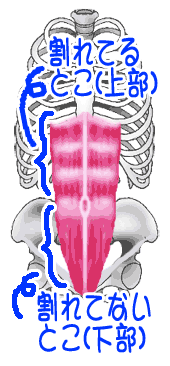 腹直筋の割れている部分