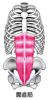 腹直筋