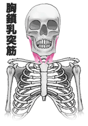 首の筋トレ 胸鎖乳突筋 頭板状筋 頸板状筋