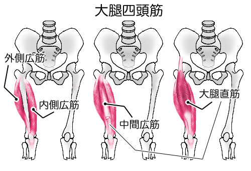 大腿四頭筋解剖図