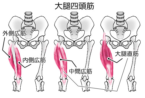 大腿四頭筋