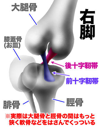 膝関節と十字靭帯イラスト