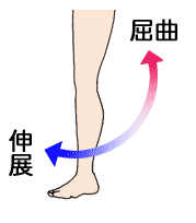 膝関節の屈曲・伸展アニメ動画