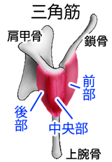 三角筋と骨格イラスト