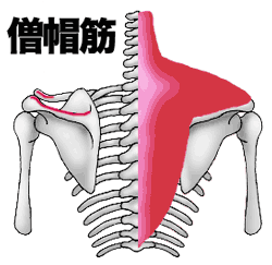 僧帽筋と肩甲骨図