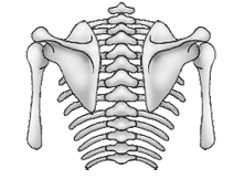 肩甲骨の内転外転の動き