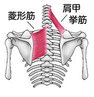 菱形筋・肩甲挙筋と骨格イラスト