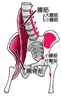 腸腰筋と骨盤前面イラスト