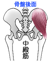 中殿筋と骨盤後面イラスト