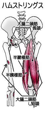 ハムストリングスと骨格スイラスト