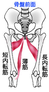 短内転筋・薄筋・長内転筋と骨格イラスト