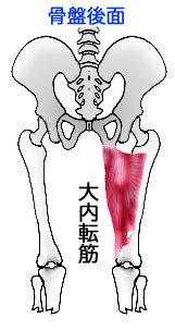 大内転筋と骨格イラスト