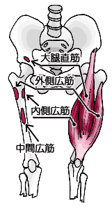 大腿四頭筋骨格イラスト