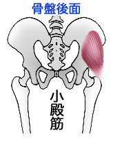 小殿筋と骨盤後面