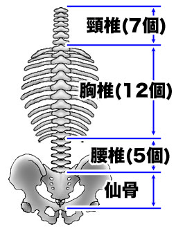 脊椎のしくみ