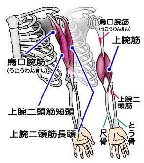 上腕二頭筋と骨格イラスト