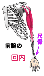 前腕の回外・回内骨格と筋肉アニメ動画