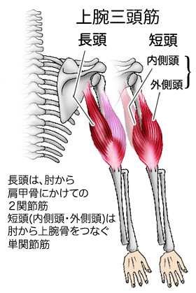 上腕三頭筋解剖図