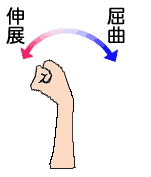 手首の屈曲伸展アニメ動画