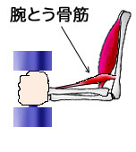 腕とう骨筋と骨格イラスト