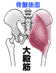 大殿筋イラスト