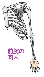 前腕骨格回内回外アニメ動画