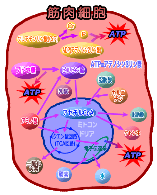 エネルギー代謝マップ