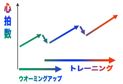 ウオーミングアップからトレーニングへの心拍数の上昇線